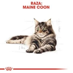 Royal Canin Maine Coon 31 -Pet Supplies-Cats Shop 3459 5 g