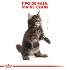 Royal Canin Maine Coon Kitten 36 -Pet Supplies-Cats Shop 3466 4 g