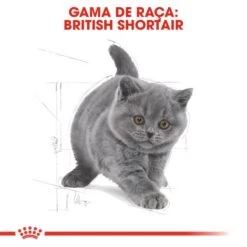Royal Canin Kitten British Shorthair 8 Royal Canin Kitten British Shorthair -Pet Supplies-Cats Shop 428789 raza 2 g