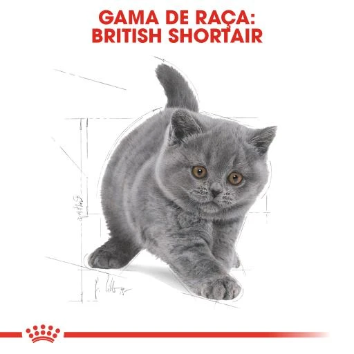Royal Canin Kitten British Shorthair 5 Royal Canin Kitten British Shorthair - Image 3