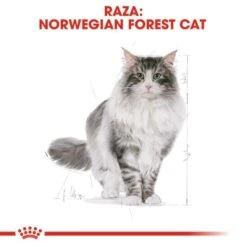Royal Canin Norweigan Forest Cat -Pet Supplies-Cats Shop 42931 6 g
