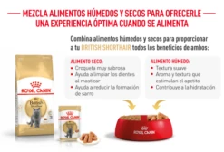 Royal Canin British Shorthair -Pet Supplies-Cats Shop FBN Adult BritishShorth desk ES mod7 63035b8ac880f g