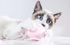 VetNova Multiva Active Cat 45 Chews -Pet Supplies-Cats Shop GATO 16 636ce39654492 g