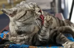 VetNova Multiva 45 Hairball Chews -Pet Supplies-Cats Shop GATO 20 636df0c0423b4 g