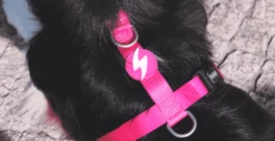 Dashi Harness With Leash Solid Pink For Cats -Pet Supplies-Cats Shop LifestylePink Harness 2 6306283db9e02 g