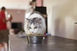 HPM Veterinary U1 Urology Dissolution 8 HPM Veterinary U1 Urology Dissolution -Pet Supplies-Cats Shop MG 8222 64256cccb0e7b g