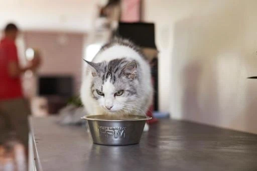 HPM Veterinary U1 Urology Dissolution 5 HPM Veterinary U1 Urology Dissolution - Image 3