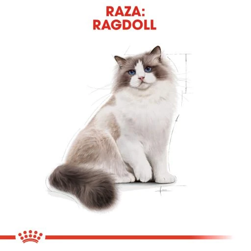 Royal Canin Pienso Ragdoll Adulte Para Gatos 6 Royal Canin Pienso Ragdoll Adulte Para Gatos - Image 4