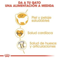 Royal Canin Pienso Ragdoll Adulte Para Gatos 13 Royal Canin Pienso Ragdoll Adulte Para Gatos -Pet Supplies-Cats Shop RC FBN Ragdoll CV Eretailkit 3 es ES 62dfcfaedab1e g