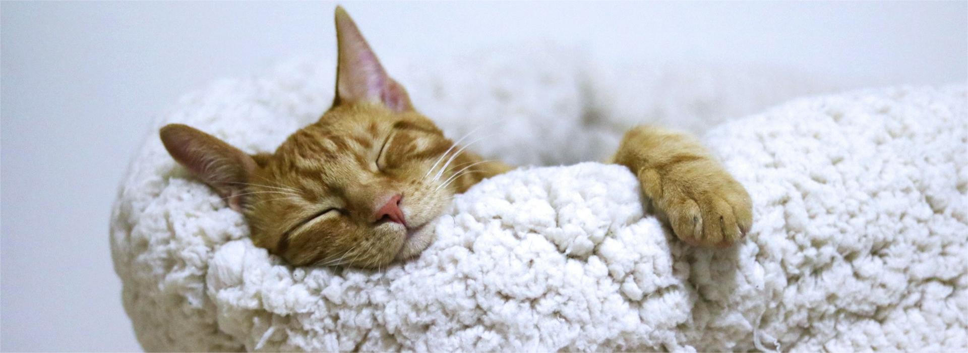 Pet Supplies-Cats Shop -Pet Supplies-Cats Shop aleksandar cvetanovic A7nK49HCqSI unsplash