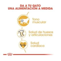 Royal Canin British Shorthair -Pet Supplies-Cats Shop beneficios alimentacion gato 62f508a6607bf g