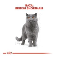 Royal Canin British Shorthair -Pet Supplies-Cats Shop british shorthair 62f508a738259 g