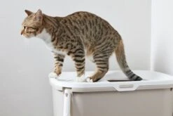 Savic Gato Hop In Covered Sandbox Anthracite -Pet Supplies-Cats Shop casita gato hop in 6 g